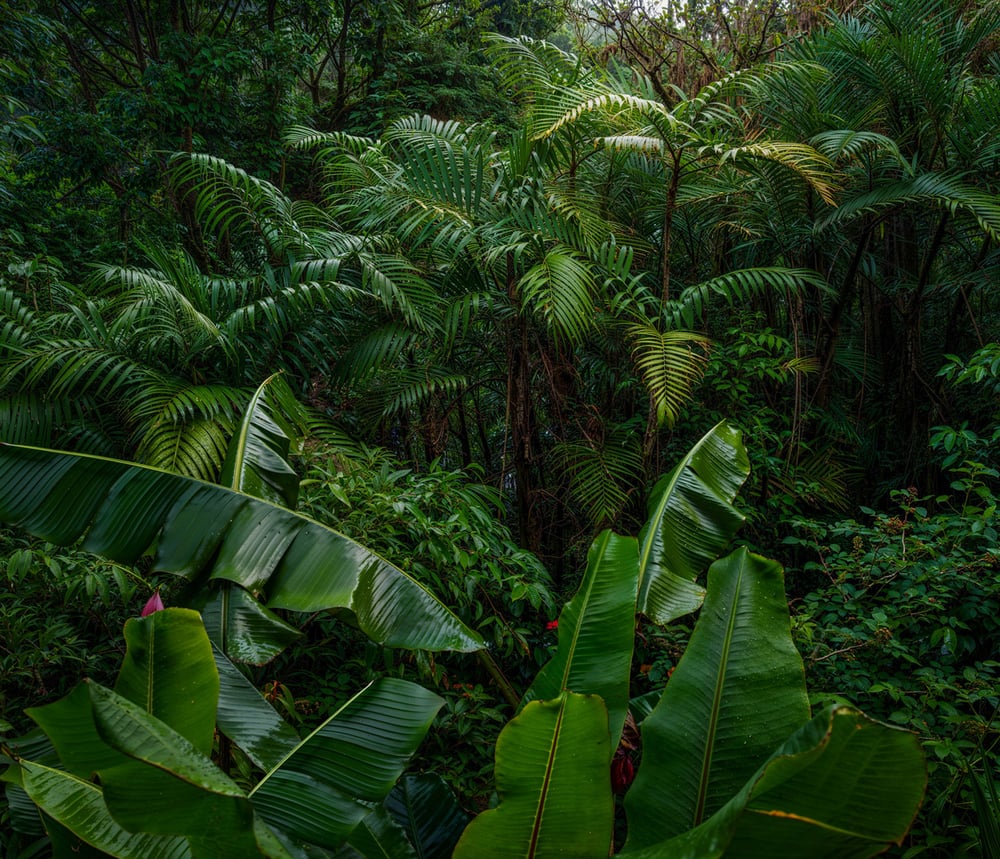 videoer-for-ledige-junglestien